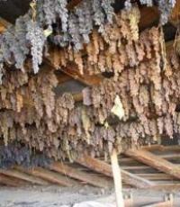 Как правильно сушить виноград на зиму — готовим изюм в домашних условиях Как сушить кишмиш в домашних условиях