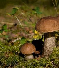 Как правильно сушить грибы Как правильно сушить подберезовики в домашних условиях