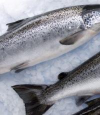 Užitočné vlastnosti a obsah kalórií lososa