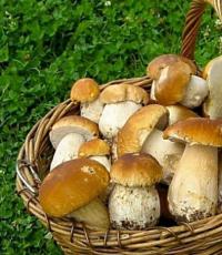 Детям про грибы съедобные и ядовитые с названиями и описаниями Все виды съедобных и несъедобных грибов