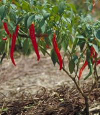 Benefits and harms of chili peppers Red pepper benefits and harms to health