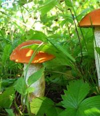 General characteristics of the kingdom of mushrooms