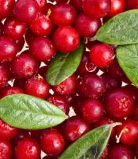 The benefits and harms of cranberries for the health of the body The benefits and harms of cranberries for the human body