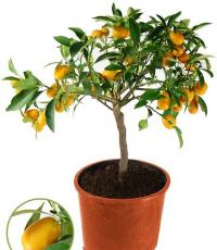 Golden crumbs - kinkans: growing at home Description of the kumquat, how it appeared in our area
